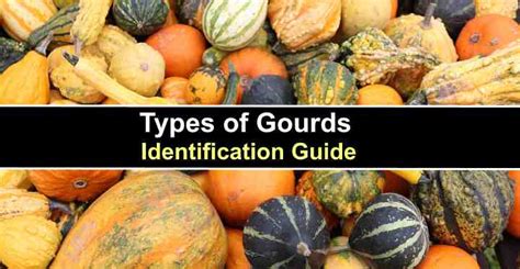 Types Of Yellow Gourds