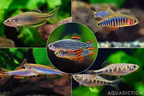 Types Of Zebra Danios
