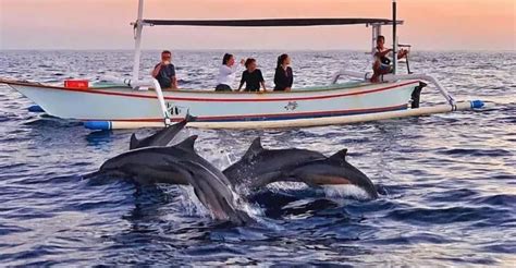typical dolphin watching tour