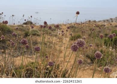 typical portuguese flora