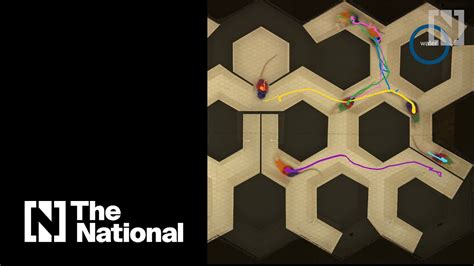 tyrone rat maze experience