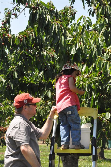 Maya and Luca's World Cherry picking at Upick Farm in Gilroy