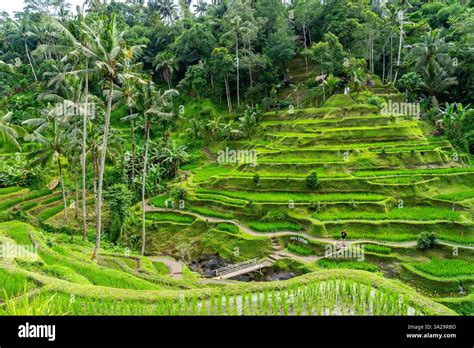 Ubud Rice Fields
