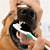 uelzener op versicherung hund zähne