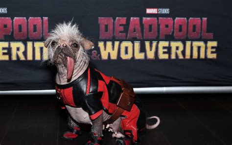 Deadpool's Unkindest Cut: The Miserable Tale of the Ugliest Dog's Passing
