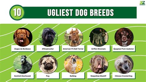 ugliest dog list