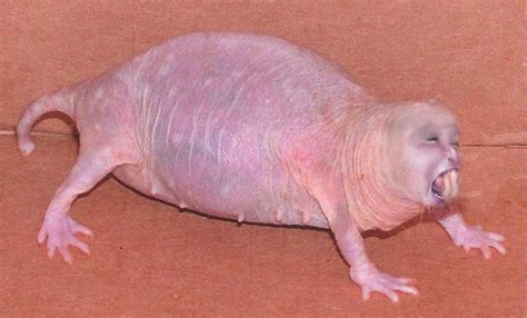 ugly hairless mole rat