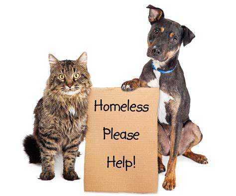 uk charity for the homeless pets