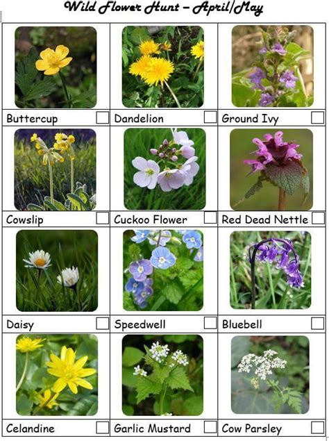 Uk Wildflower List