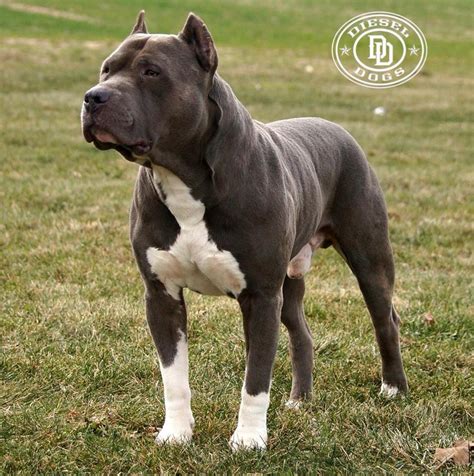 ukc american pitbull terrier