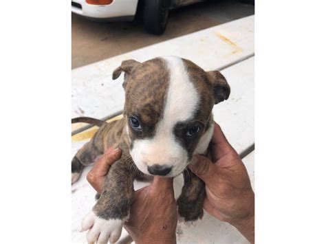 ukc pitbull puppies for sale near me cheap