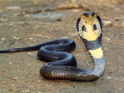 manfaat darah ular kobra untuk kelembapan kulit