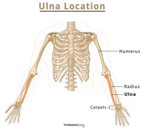 ulna bone function and location