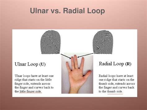 ulnar and radial loop