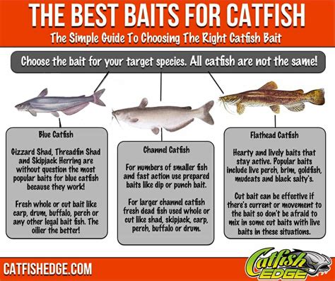Ultimate Catfish Bait