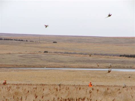 ultimatepheasanthunting