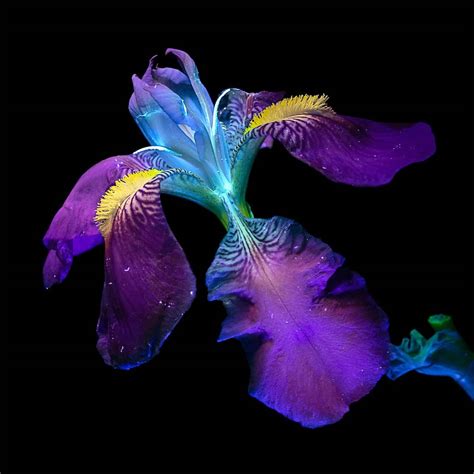 Ultraviolet Flower