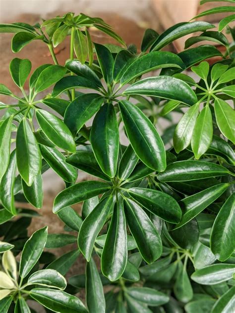 Growing Schefflera Plants Outdoors How To Care For