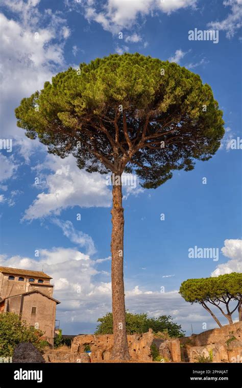 Umbrella Pine Tree Meaning