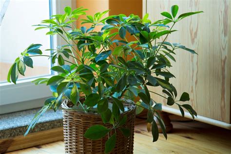 Umbrella Plant In Bedroom