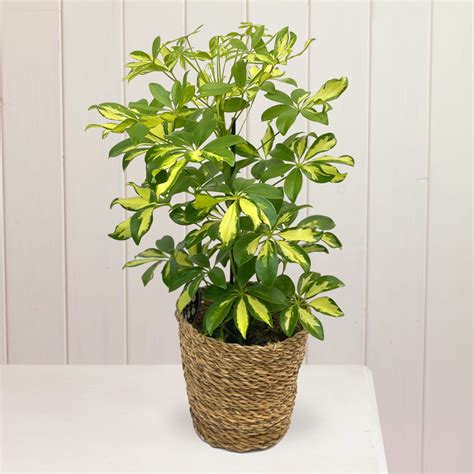 umbrella plant schefflera