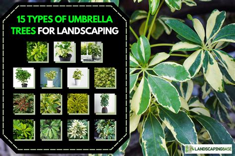Umbrella Plants Name