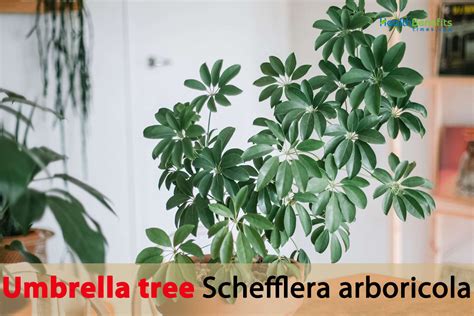 Umbrella Tree Benefits