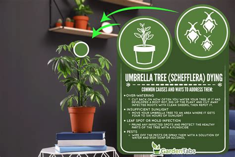 Umbrella Tree Issues
