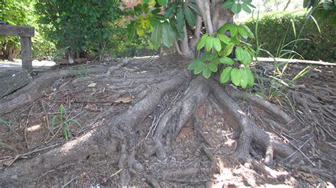 Umbrella Tree Roots