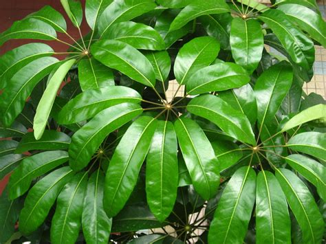 umbrella tree schefflera actinophylla