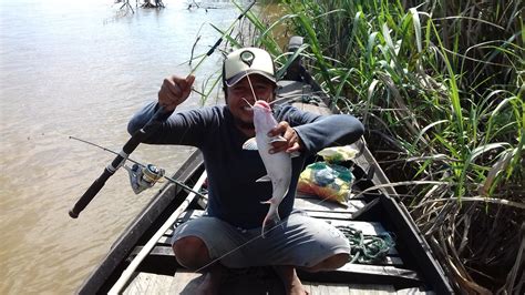 Umpan Ikan Baung Geso, Rahasia Sukses Memancing Di Tepian Sungai