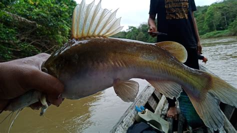 Cara Paling Ampuh Mengumpan Ikan Baung Di Sungai Malaysia
