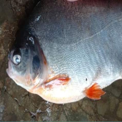 Tips Memancing Umpan Ikan Bawal Di Kolam Air Hijau