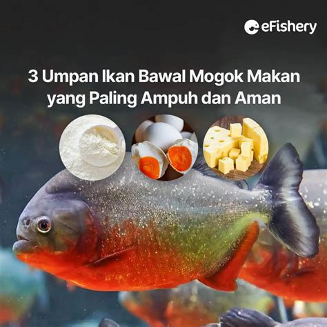 Mengenal Umpan Ikan Bawal Yang 'Mogok Makan'
