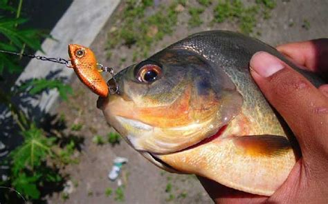 Umpan Ikan Bawal Pake Udang, Cara Paling Mudah Dan Praktis!