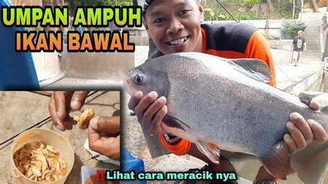 Tips Memancing Umpan Ikan Bawal Paling Jitu Di Kolam