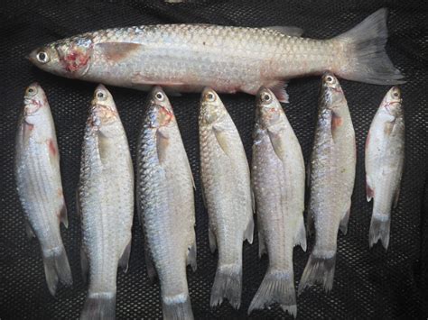 Umpan Ikan Belanak Di Sungai, Cara Paling Efektif Menangkap Ikan