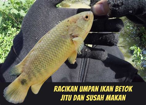 Umpan Ikan Betok Papuyu, Cara Paling Ampuh Memancing Di Sungai