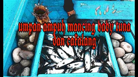 Cara Membuat Umpan Ikan Cakalang Yang Lezat Dan Spesial
