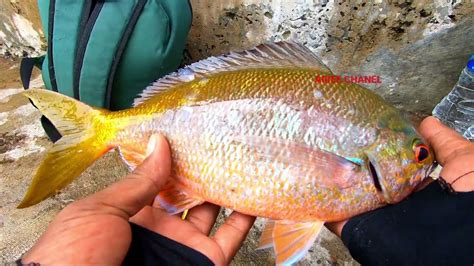Tips Memancing Ikan Ekor Kuning Yang Menyenangkan Di Tahun 2023