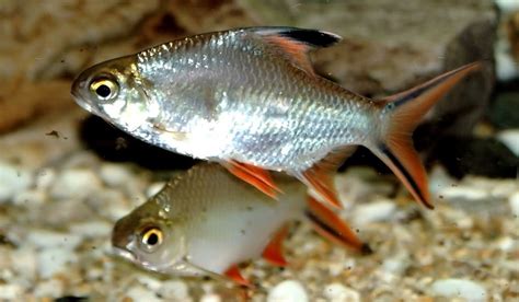 Umpan Ikan Ekor Merah, Cara Paling Efektif Dan Efisien Memancing!