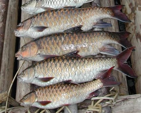 Umpan Ikan Ihan Batak, Rahasia Tersimpan Dari Masa Ke Masa