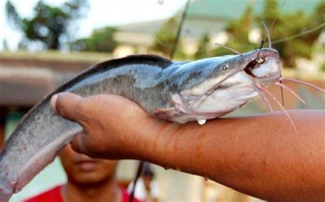 Umpan Ikan Lele Hidup, Tips Dan Cara Paling Efektif Menangkapnya