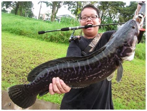 Umpan Ikan Lele Jaruh, Cara Paling Efektif Berburu Lele