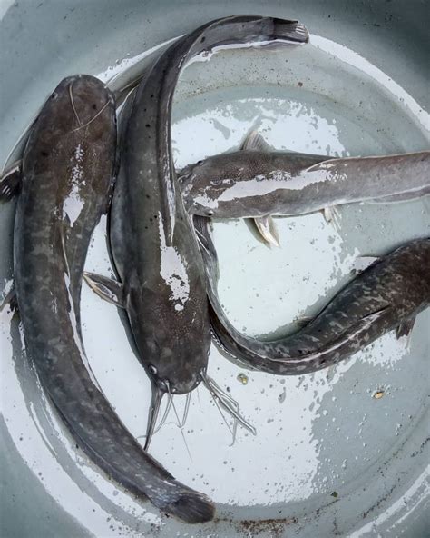 Umpan Ikan Lele Kolam Yang Lezat Untuk Disantap