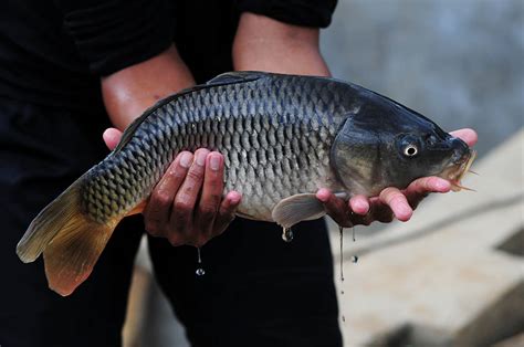 Umpan Ikan Mas Empang, Cara Paling Efektif Memancing Ikan Mas Di Empang