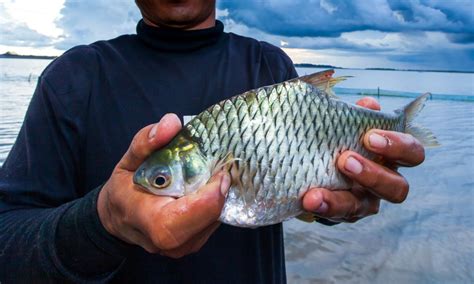Teknik Memancing Umpan Ikan Mas Yang Benar