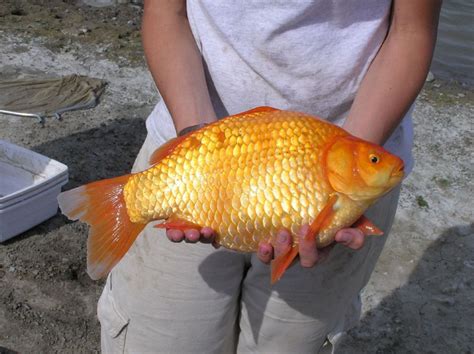 Umpan Ikan Mas Warna Merah, Tips Dan Trik Bermain Ikan Mas