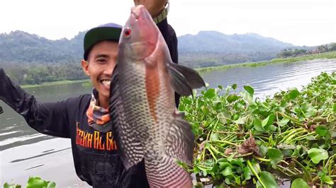 Tips Memancing Ikan Nila Garung Agar Sukses