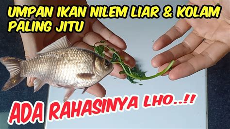 Umpan Ikan Nilem, Tips Dan Trik Agar Berhasil Memancing